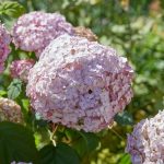 5 секретов обильного цветения гортензий