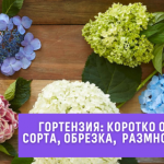 5 секретов обильного цветения гортензий