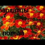 Бархатцы — уход и полезные свойства