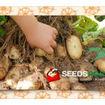 Как проверить качество почвы перед посадкой.