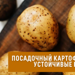 Как выбрать растения, устойчивые к болезням и вредителям.