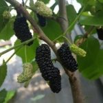 Как выбрать саженцы плодовых деревьев