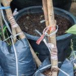 Как выбрать здоровый саженец.