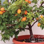 Как вырастить абрикосы — уход и особенности