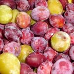 Как вырастить сливы — советы по выращиванию