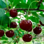 Как вырастить вишни — секреты хорошего урожая