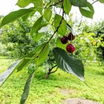 Как вырастить вишни — секреты хорошего урожая
