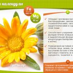 Календула — лечебные свойства и применение.