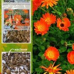 Календула — лечебные свойства и применение.