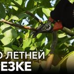 Обрезка плодовых деревьев — зачем, когда и как?