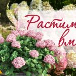 Продажа садовых растений и товаров через интернет.