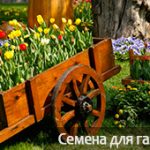 Тюльпаны — посадка и уход